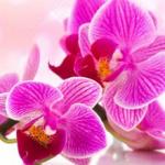 Орхидеи 0117