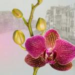 Орхидеи 0169