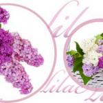 Фиолетовые цветы 0656