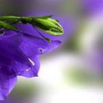 Фиолетовые цветы 0670