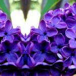 Фиолетовые цветы 0678