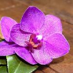 Орхидеи 0719