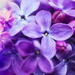 Фиолетовые цветы 0748