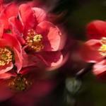 Розово-малиновые цветы № 0762