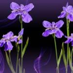 Фиолетовые цветы 0778