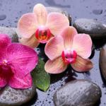 Орхидеи 1145