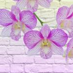 Орхидеи 1183