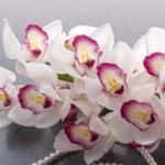 Орхидеи 1416