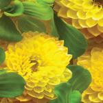 Желтые цветы № 1924