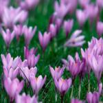 Фиолетовые цветы 2111