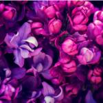 Фиолетовые цветы 2233
