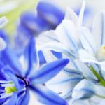 Сине-голубые цветы № 2654