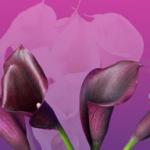 Фиолетовые цветы 3255