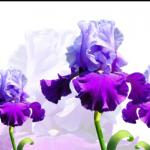 Фиолетовые цветы 3628