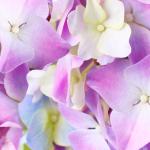 Фиолетовые цветы 4871