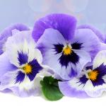 Фиолетовые цветы 5453