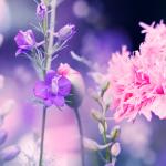 Фиолетовые цветы 5656